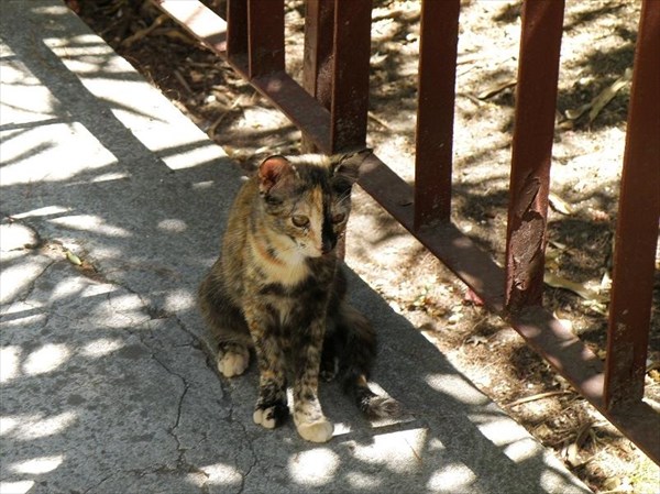 031-Хорватская кошка